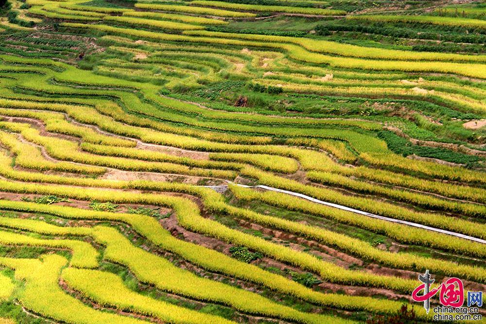 are|Picturesque terraced fields harvest time