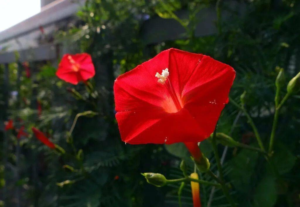 蔦蘿花開紅五星