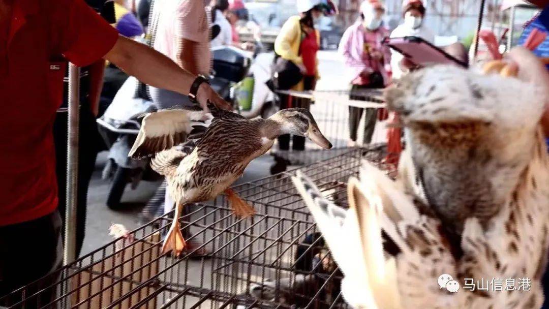 不少人都会来市场上买鸭每个人走的时候基本手上都会拎上一只鸭子回家