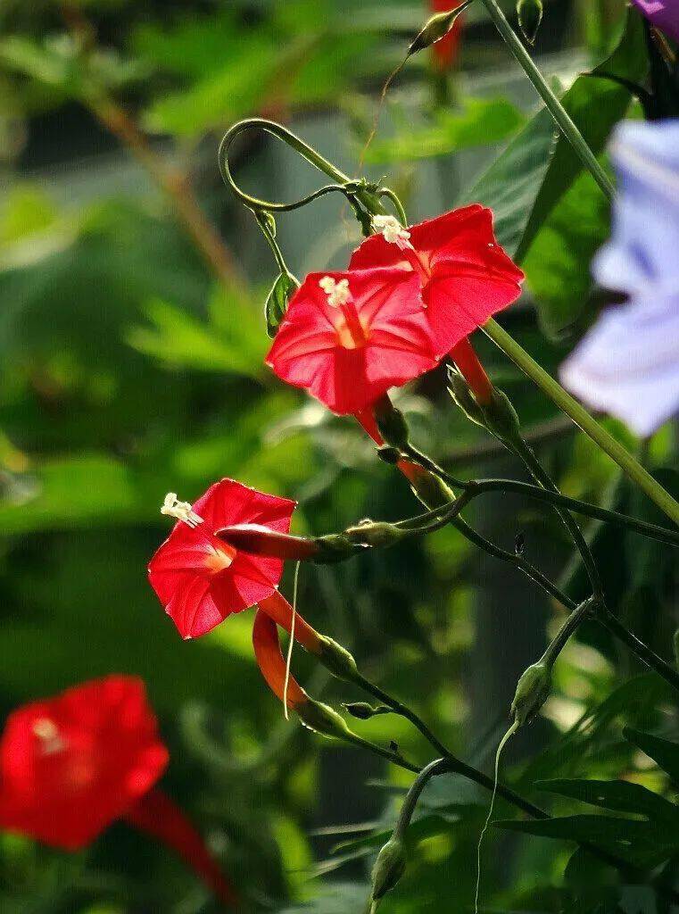 茑萝花开红五星