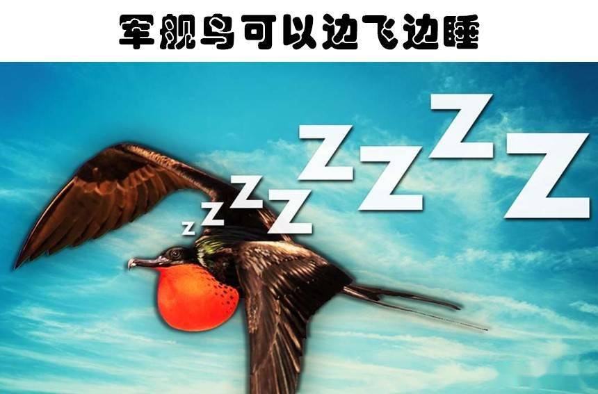动物是怎么睡觉的7种动物非常奇怪的睡眠方式