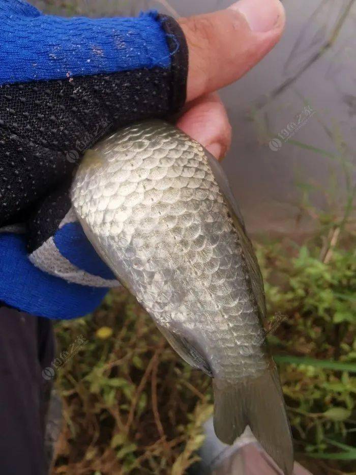 米饭加什么钓鲫鱼 ff922d43bb4f4afc91bfa97bd80e9916.jpeg