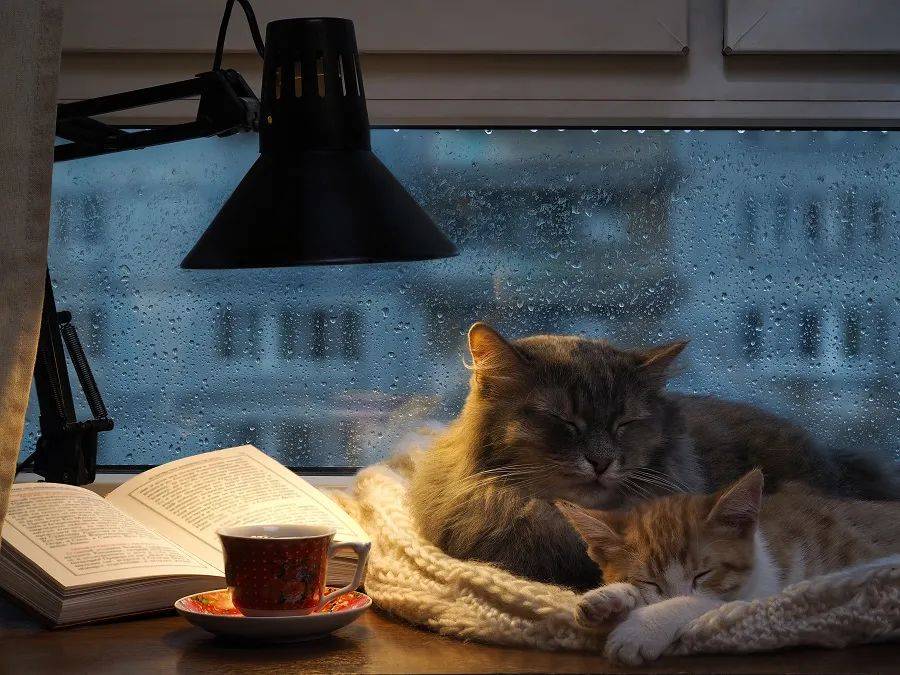 魔法|为什么一下雨就想睡觉？这是大自然给你的“福利”