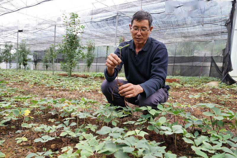 致富经养蜂人(致富经2020年全集养蜂)
