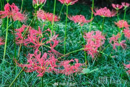 有毒|东湖绿道“彼岸花”娇艳盛开，但要注意：根茎有毒，切勿采摘！