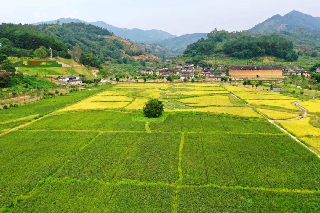 一株株饱满的稻穗随风摇曳,沁人心脾,田野里成熟的稻田泛着浓郁的稻香