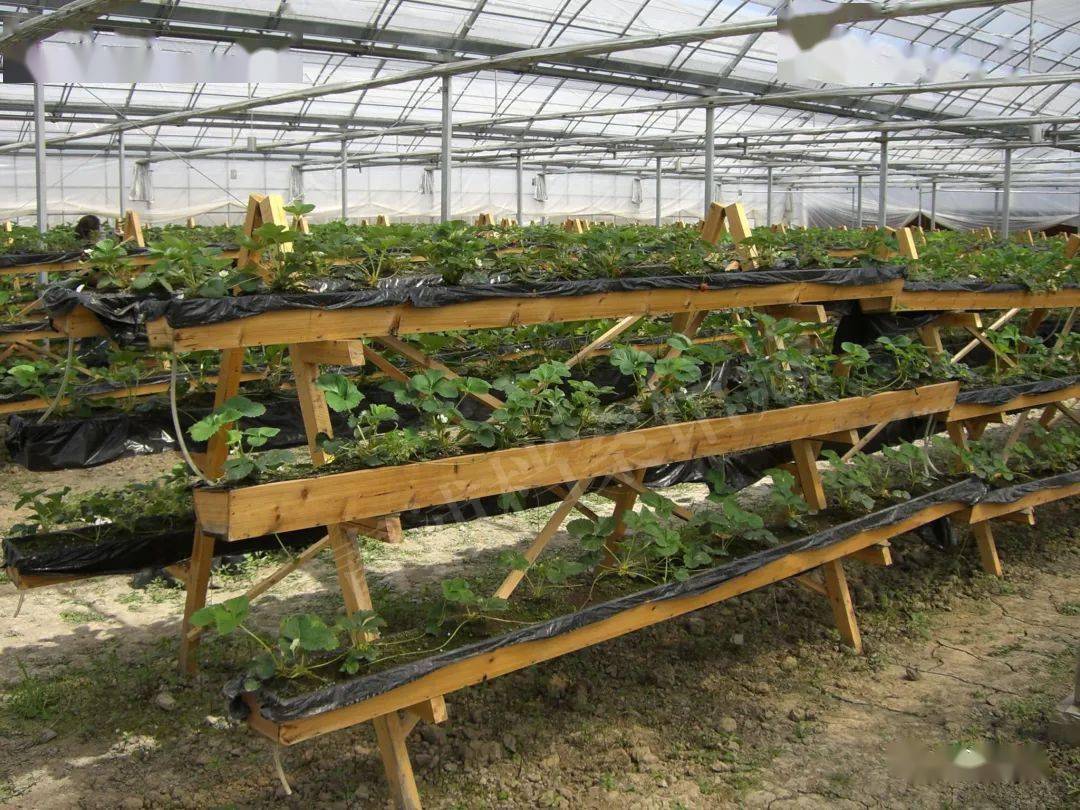草莓立架式火山岩栽培赵屯草莓的栽培技术,已与世界上同纬度发达国家