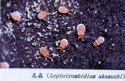 阿姨|可怕！厦门两市民高烧不退，核酸阴性！医生一查竟发现…