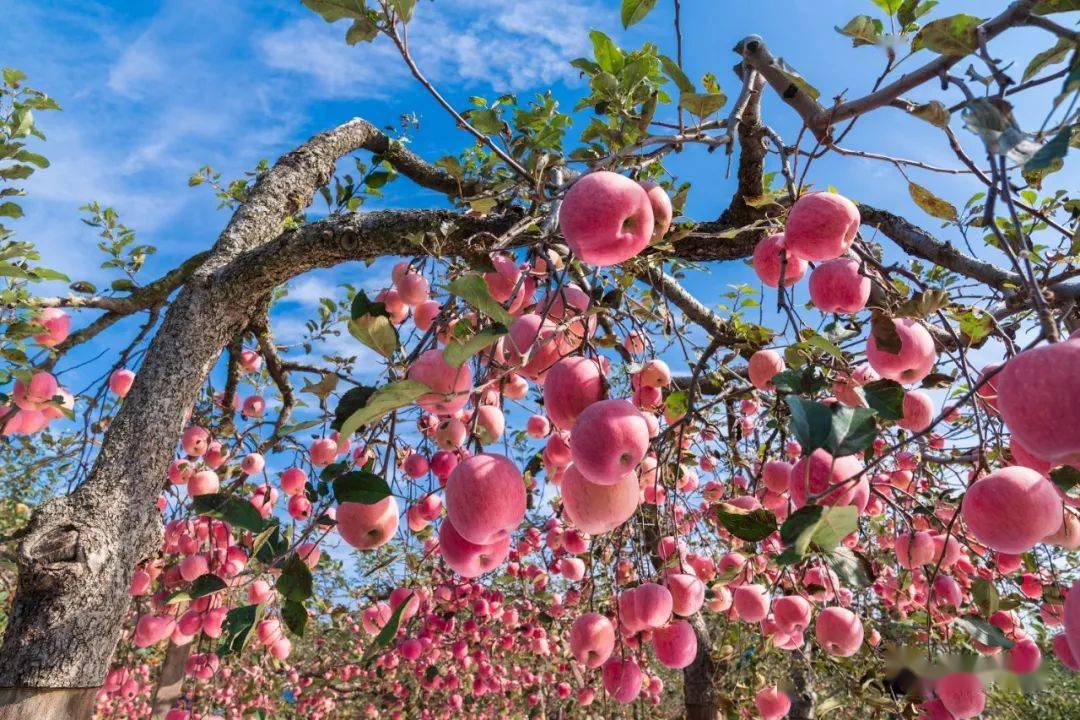 烟台的中国之最烟台苹果中国果业第一品牌