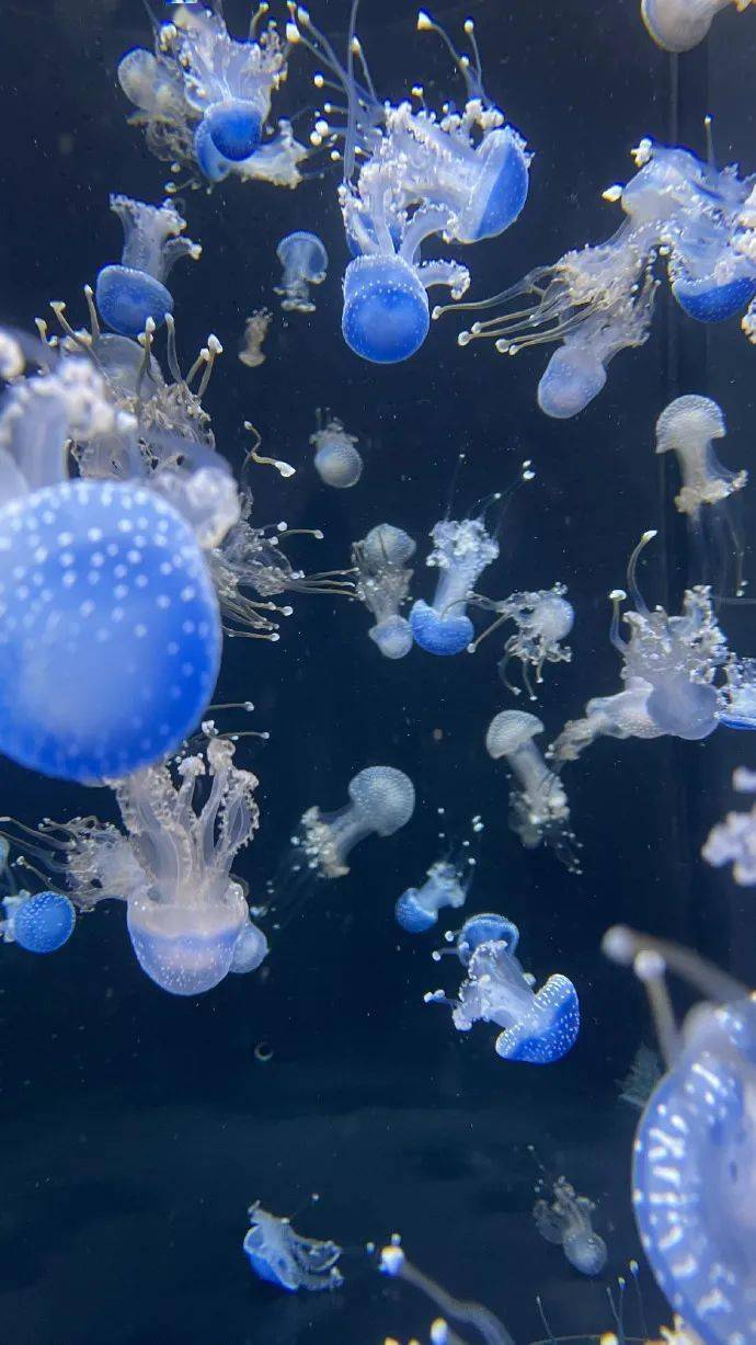 精灵般梦幻的蓝色水母