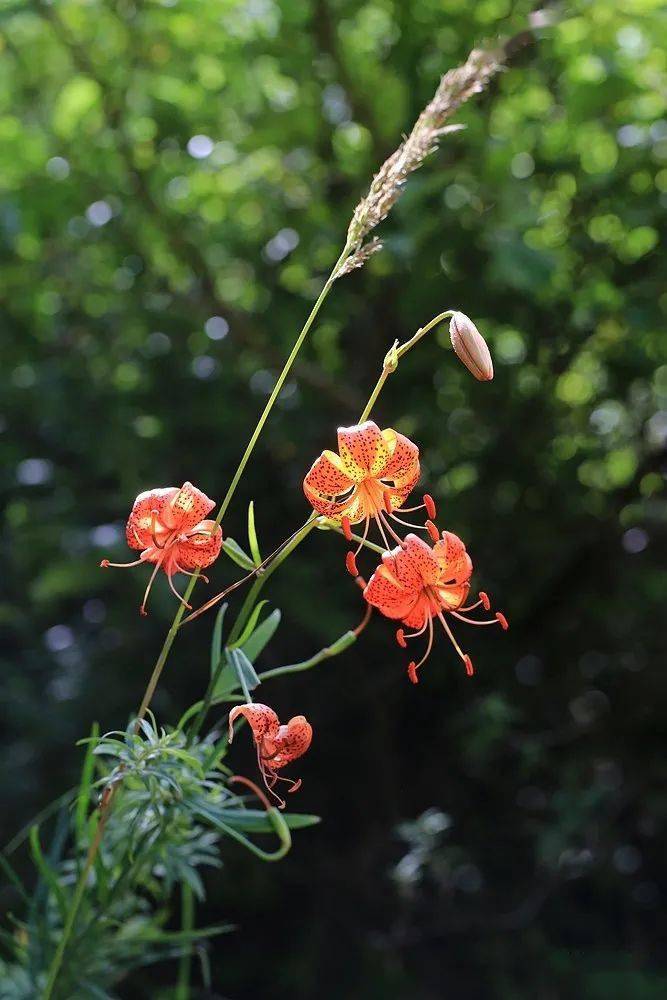 川西7月 单子叶植物的颜值担当 百合科 川西7月 单子叶植物的颜值担当 百合科