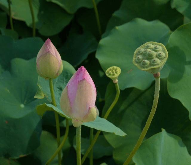 池上秋又来荷花半成子ekwing处暑