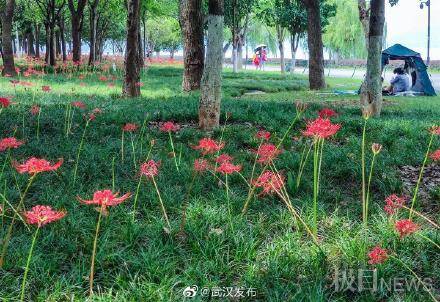 有毒|东湖绿道“彼岸花”娇艳盛开，但要注意：根茎有毒，切勿采摘！