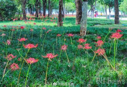 有毒|东湖绿道“彼岸花”娇艳盛开，但要注意：根茎有毒，切勿采摘！