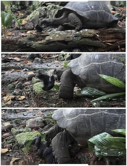 乌龟|研究者拍到乌龟捕食小鸟视频，慢如龟也能当“猎手”！