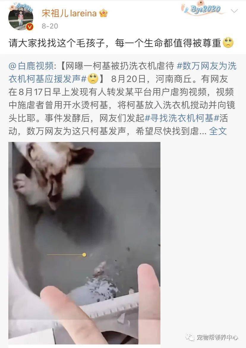 李某阳|洗衣机柯基终于找到,还活着!可还是留给了施虐者养……