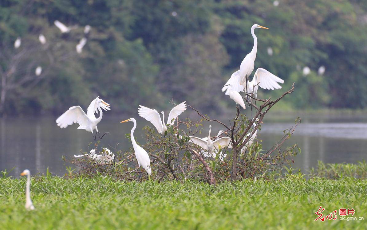 in|Ecological wetlands in E China's Jiangxiattracting egrets to inhabit