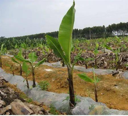香蕉树如何留芽和除芽香蕉芽的种类介绍