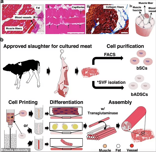 干细胞|大阪大学研制出世界首款3D打印和牛肉，大理石纹如同真牛肉