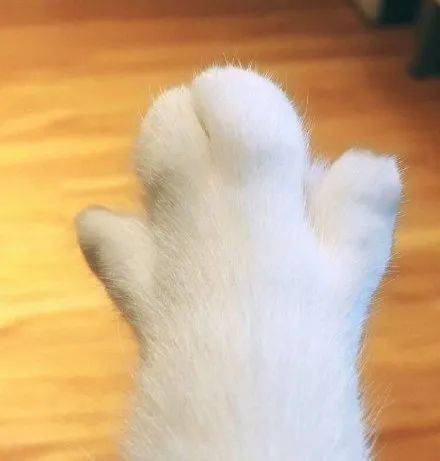 有些猫胖起来连jio趾都是胖的