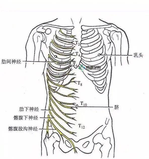 第1~11对神经格子位于相对应的肋间隙内,称为肋间神经