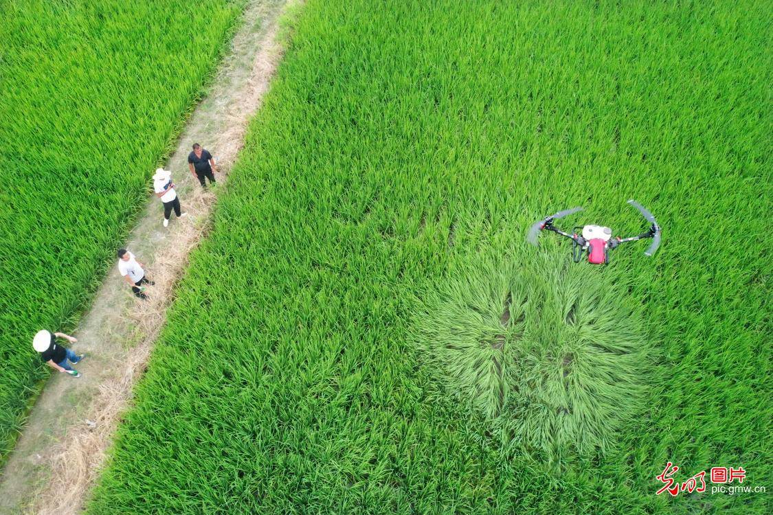 Aug|Pest reduction ensured with the help of agricultural machine in E China's Jiangxi Province