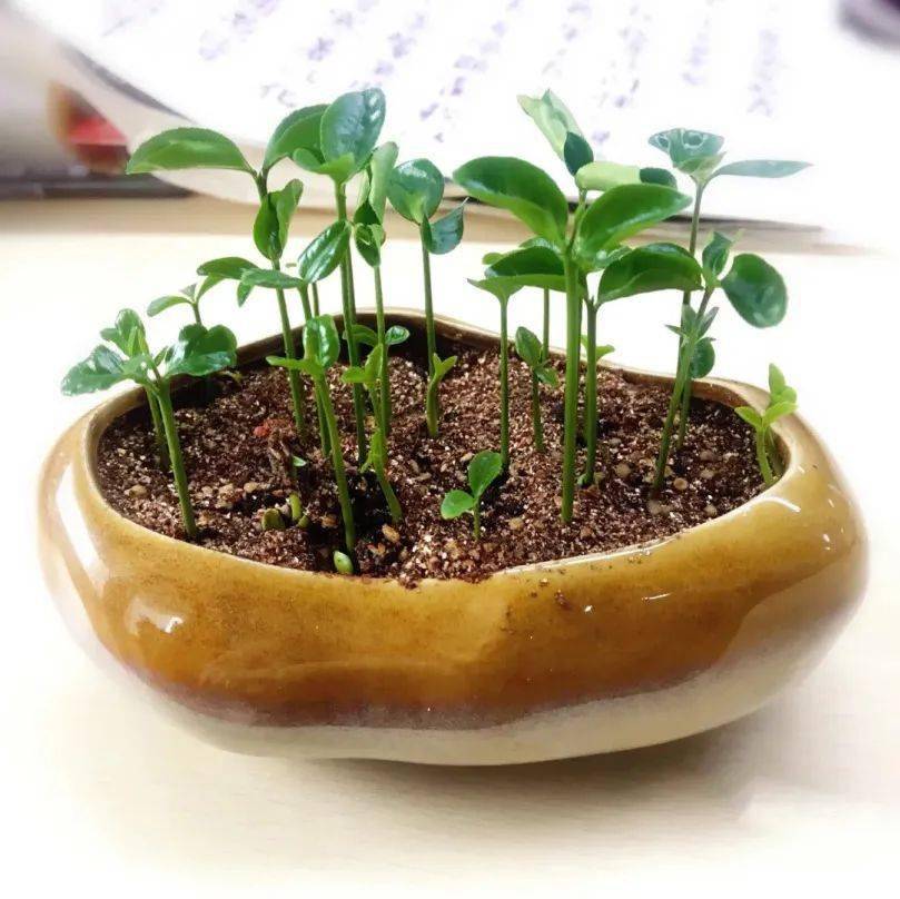 柚子的种子也是非常适合在家中水培种植的.