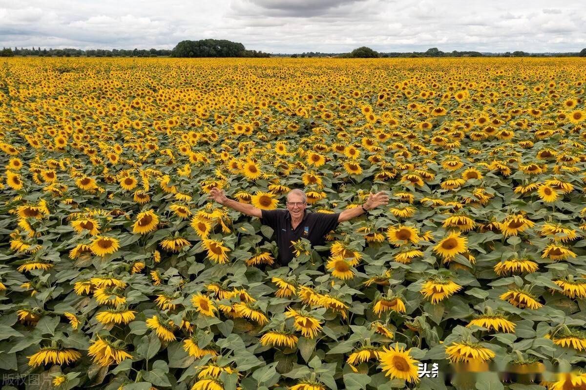 英国最大向日葵农场盛放,金色花海沁人心脾美如画卷