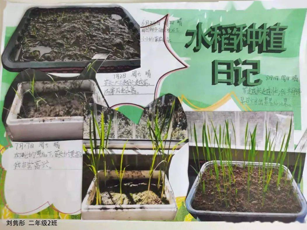 《水稻成长日记》二年级二班 左子禾《水稻观察日记》二年级二班
