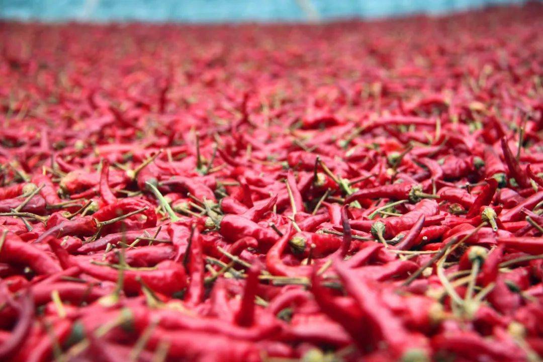 杨集镇:秋来辣椒红 椒农笑意浓