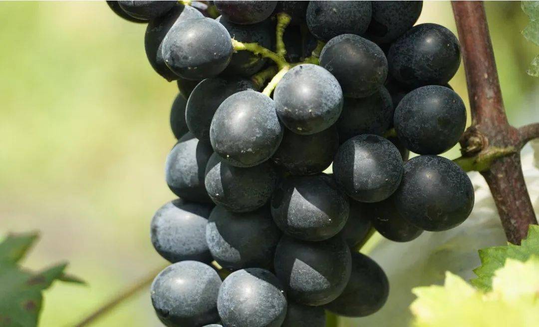 甜蜜来袭贞丰紫王葡萄抢鲜上市