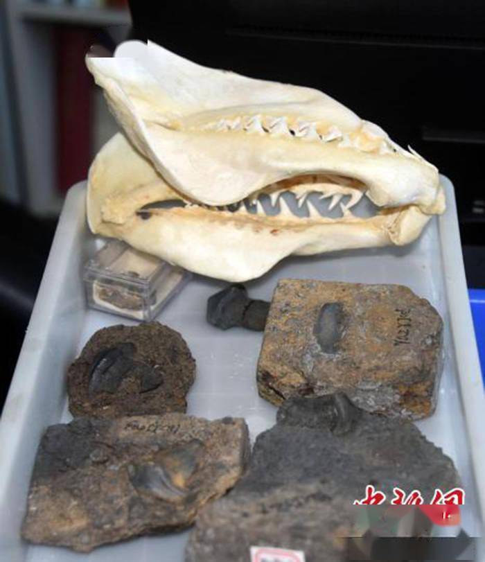 我国首次发现29亿年前史前巨鲨瓣齿鲨化石:跨洋迁徙的顶级捕食者