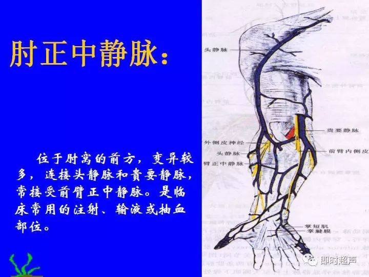 上肢血管解剖的詳細超聲圖解