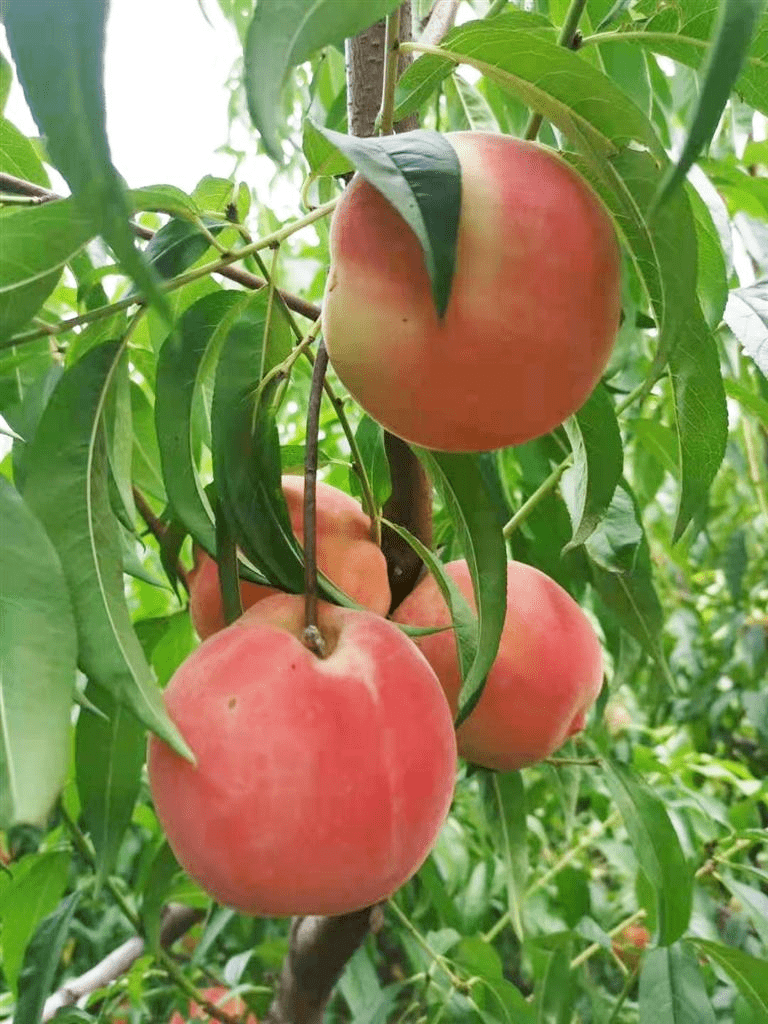 技术农民创建"文昌耕韵" 文昌湖区打造"上乘农品"万亩"文昌果"让特色