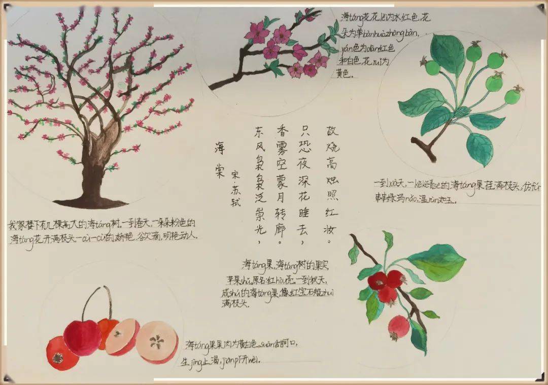 桃花的自然笔记作品图片