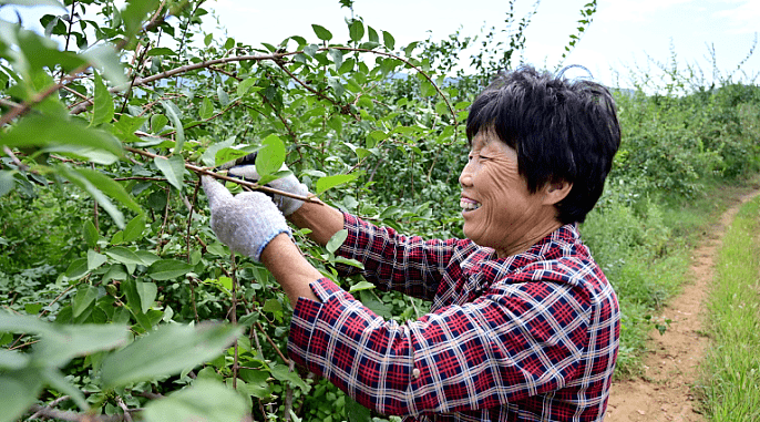 连翘采摘最佳时期据悉,该基地于2011年开始建设,规划面积10000亩,目前