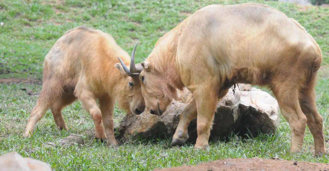 动物世界/欢乐世界/飞鸟乐园/水上乐园