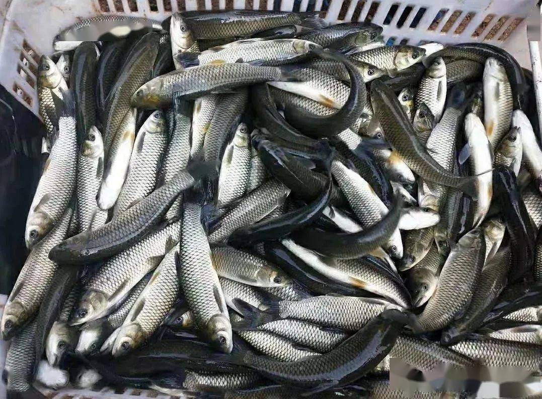 疫情影响小四大家鱼为何烂市饲料持续涨价卖鱼还是继续养