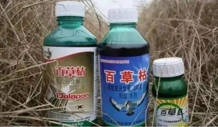 瓦房店五名儿童误食喷洒百草枯的龙葵果中毒
