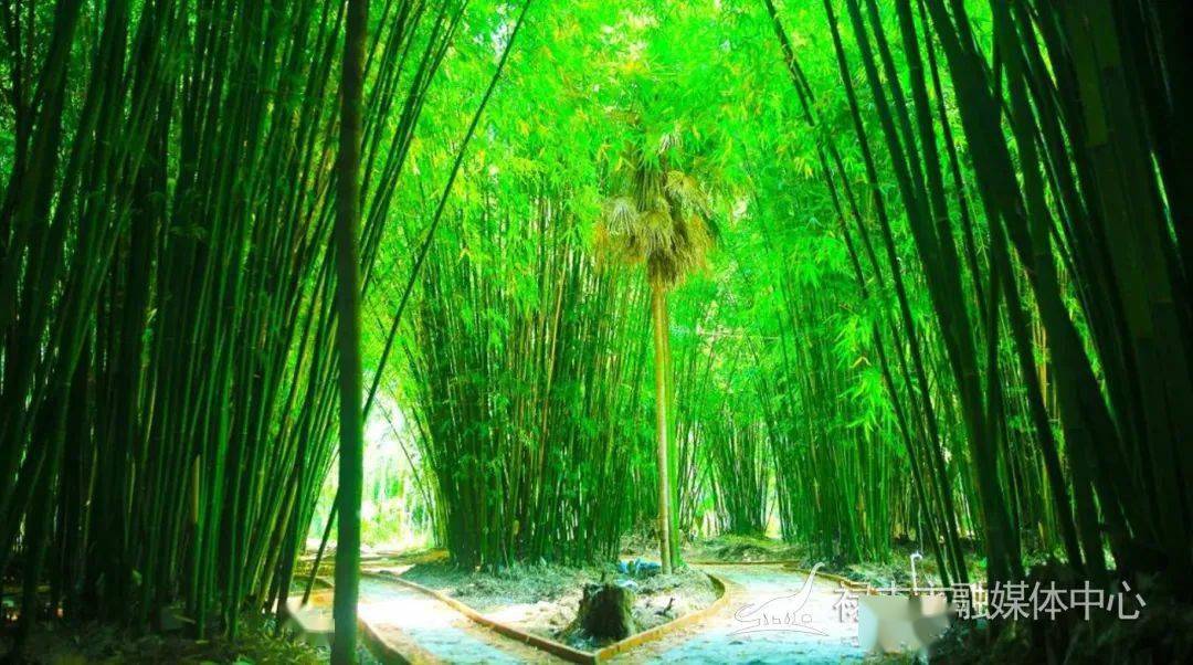 cop15云南禄丰带你科普关于竹子的三个秘密
