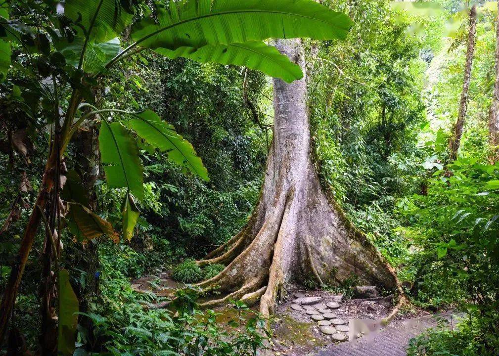 打卡中老铁路沿线网红景点中国科学院西双版纳热带植物园