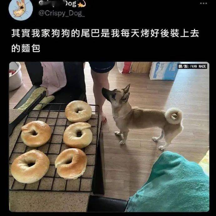 物种日历 | 肉锥花属褶皱类品种介绍