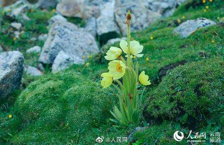 雲南8大名花高清組圖 總有一朵會驚豔到你_觀賞植物