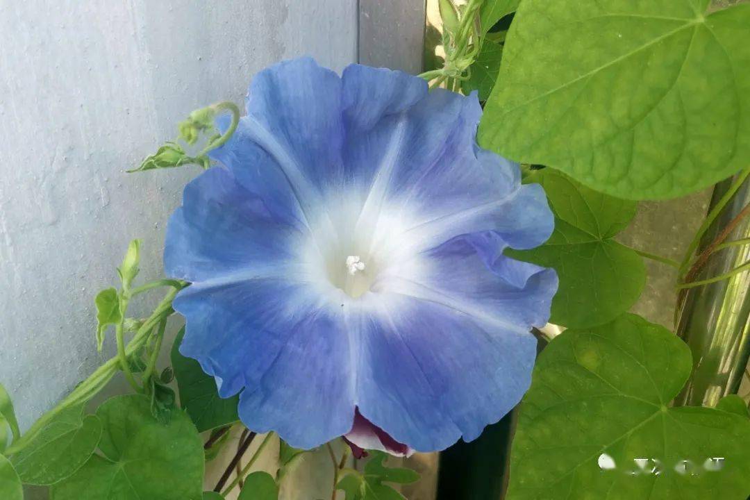 世上有没有黄色的牵牛花 番薯