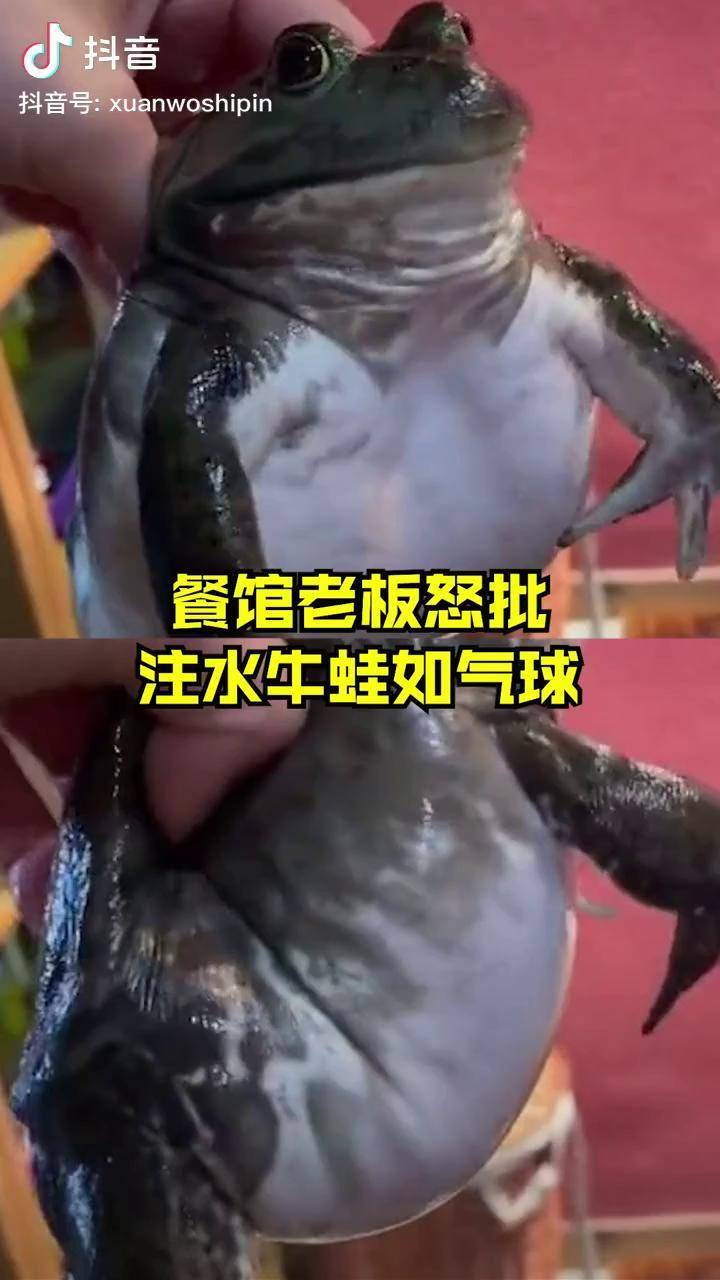 餐馆老板吐槽批发牛蛙注水如气球:虽是行业潜规则,但这次太过分