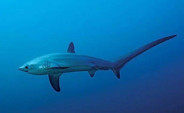 只见过大白鲨它还算正常这10种长相怪异的鲨鱼很吓人