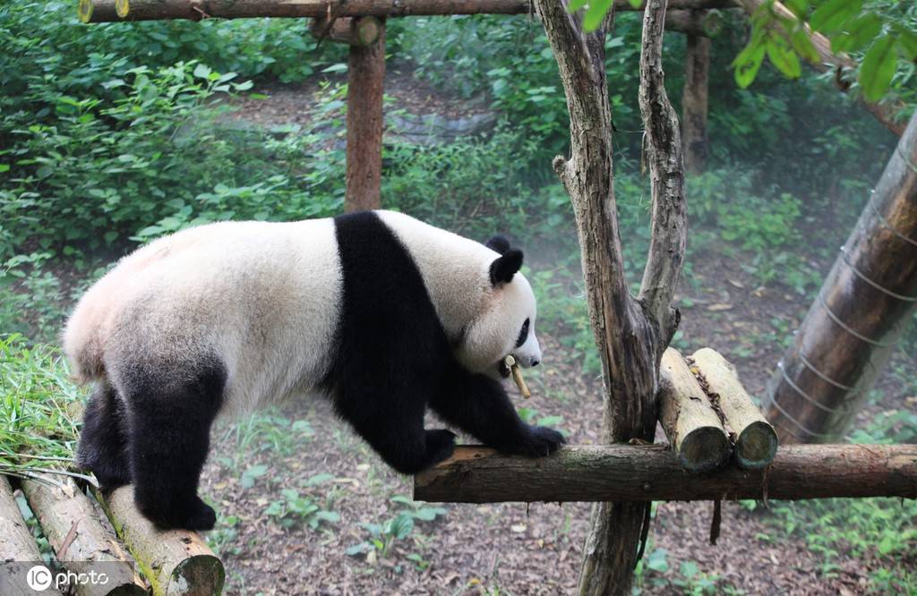 南京紅山森林動物園恢復開放