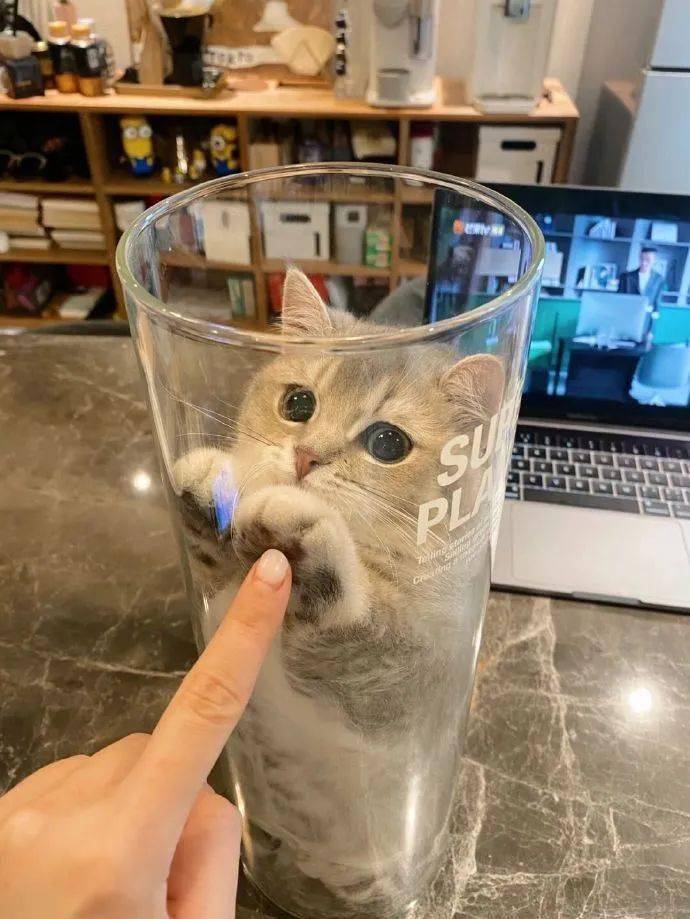 也不知道猫咪怎么到玻璃瓶里去,这下出不来了吧