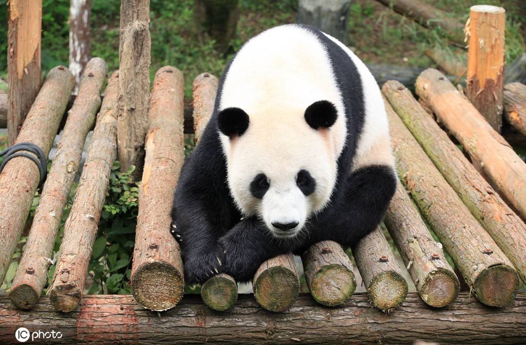 南京红山森林动物园恢复开放国宝大熊猫憨态可掬引客流