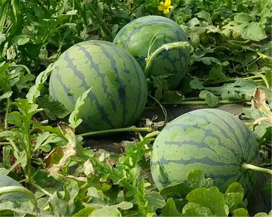 近日,在织金县大平乡前坪村大棚西瓜种植基地里,群众们正在抢抓农时